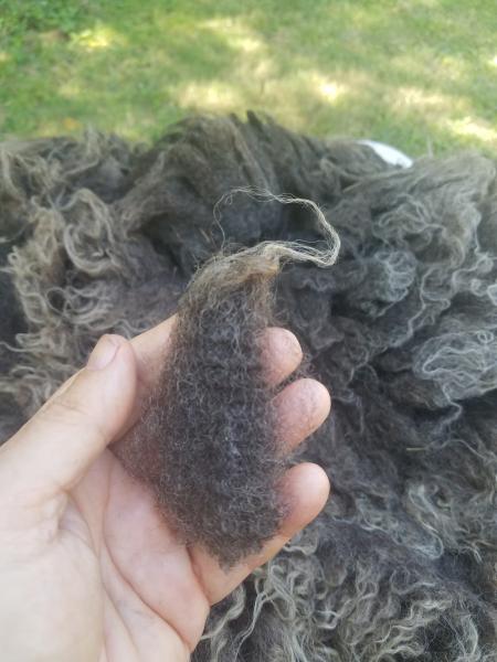 Charcoal Grey with silver tips Shetland Fleece 4.lb FL#24 picture