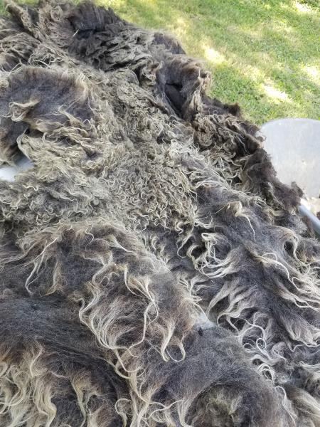 Charcoal Grey with silver tips Shetland Fleece 4.lb FL#24 picture