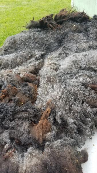 Black and Silver Shetland/Gotland Cross Lamb Fleece 4lb FL#8 picture