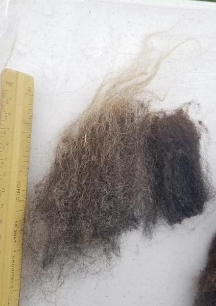 Black/Grey with grey tips Shetland Fleece 4.25lb FL#6 picture