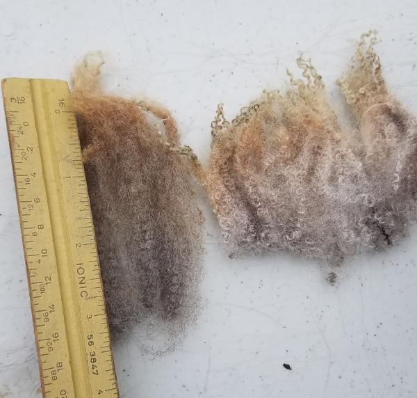 Moorit Ram Shetland Fleece 4lb FL#10 picture