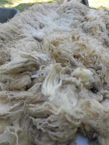 LG Lt Fawn to White Wether Shetland Fleece 5lb FL#26 picture