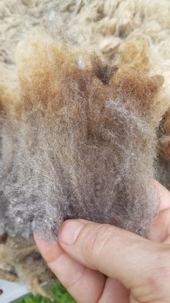 Moorit Ram Shetland Fleece 4lb FL#10 picture