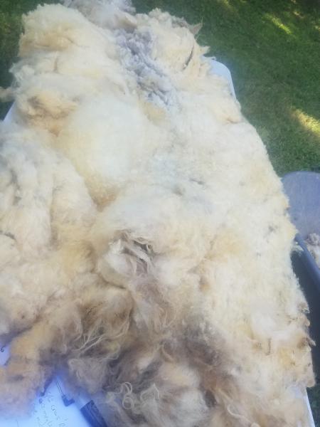 LG Lt Fawn to White Wether Shetland Fleece 5lb FL#26 picture