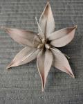 6 Pointed Star Orchid