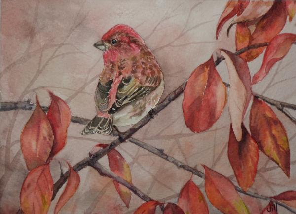 Purple House Finch (ORIGINAL) picture