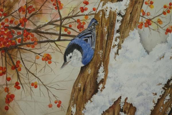 Nuthatach (ORIGINAL) picture