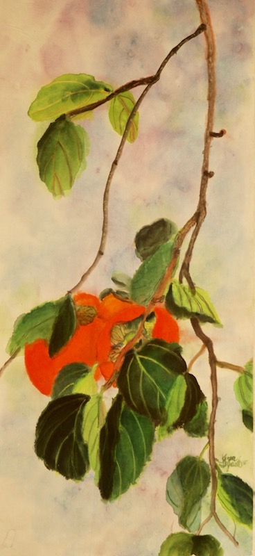 Hanging Persimmon Branch picture