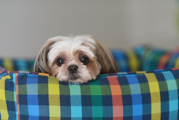 Pet Bed, small 14" x 20"- Grade E Fabric picture