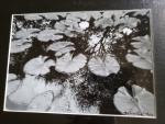 11x14 Matted Print - "Serene Pond"