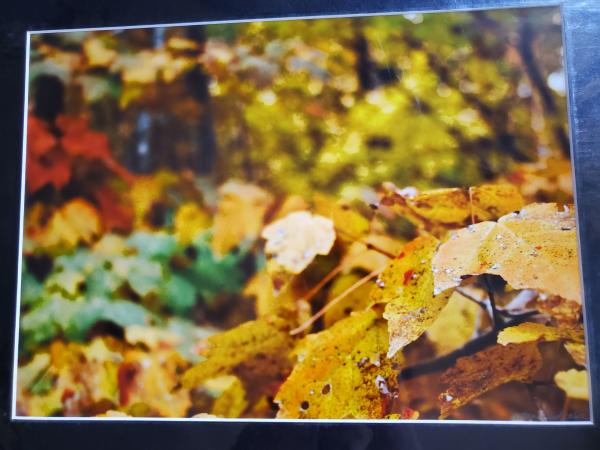 14 x 18 Matted Print - "Bright Autumn" picture
