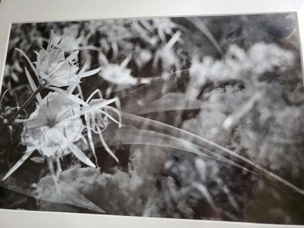 14 x 18 Matted Print - "Image of a Daydream" picture