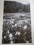 14 x 18 Matted Print - "River in Bloom"