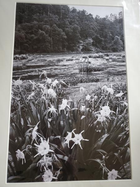 14 x 18 Matted Print - "River in Bloom" picture