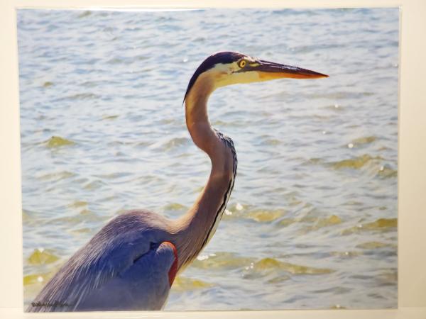 8x10 Un-matted Print - "Blue Heron" picture