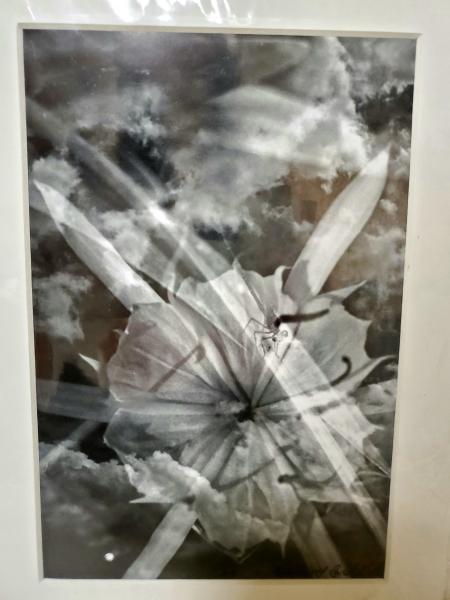 8x10 Matted Print - "Dragon & Lilly 2" picture