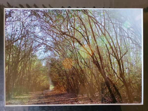 9x12 Matted Print - "Forest Tunnel 2" picture