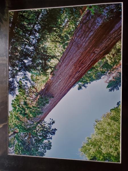 16 x 20 Matted Print - "Giant Sequoia" picture