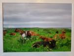 9x12 Matted Print - "An Afternoon Rest"