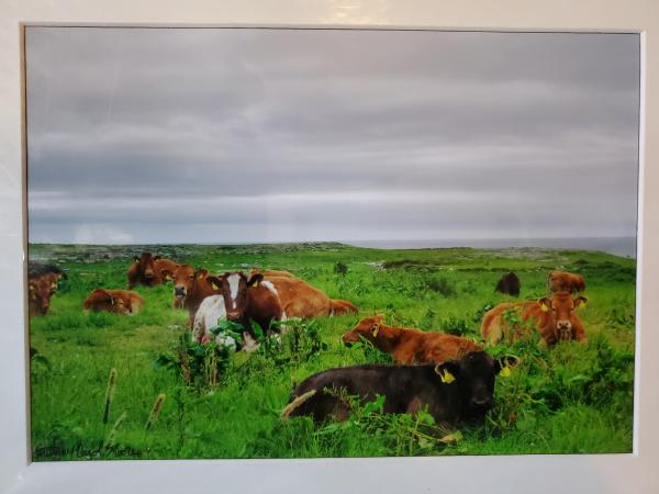 9x12 Matted Print - "An Afternoon Rest" picture