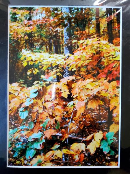 9x12 Matted Print - "Autumn Glow" picture