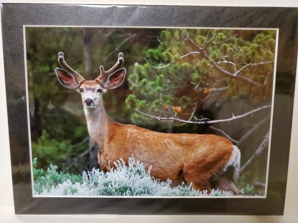 9x12 Matted Print - "Deer in the Sagebrush" picture