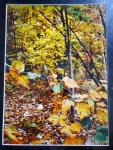 14 x 18 Matted Print - "Enchanted Autumn"