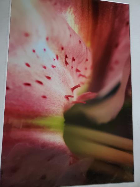 16 x 20 Matted Print - "Light Lily II"