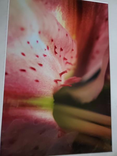 16 x 20 Matted Print - "Light Lily II" picture