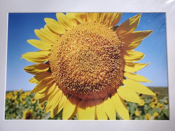 14 x 18 Matted Print - "Bright" picture