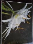 16 x 20 Matted Print - "Cahaba Lily Series IV"