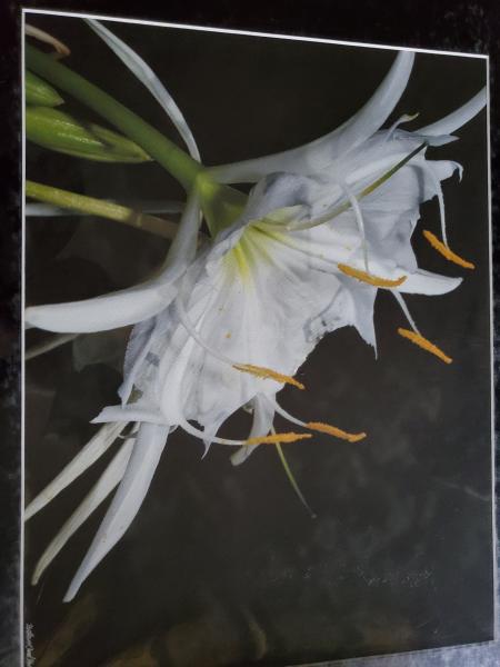 16 x 20 Matted Print - "Cahaba Lily Series IV" picture