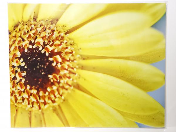 8x10 Un-matted Print - "Brightly" picture