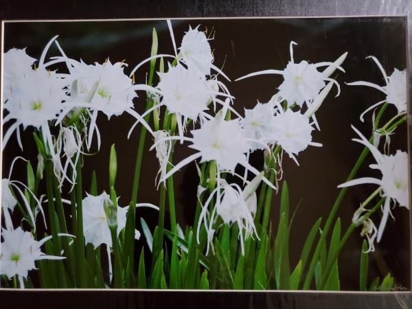 16 x 20 Matted Print - "Cahaba Lily Series 3"