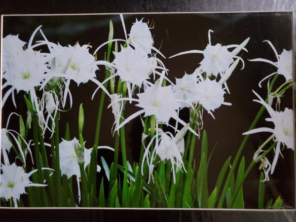 16 x 20 Matted Print - "Cahaba Lily Series 3" picture