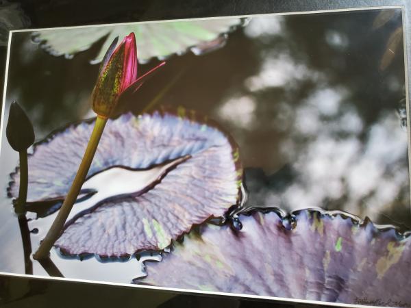 14 x 18 Matted Print - "Beauty in the Pond 5" picture