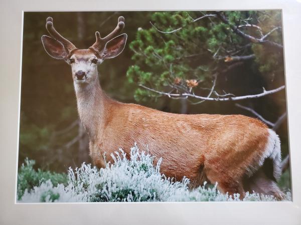 14 x 18 Matted Print - "Deer in the Sagebrush" picture