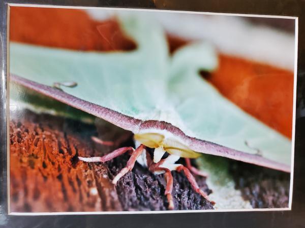 9x12 Matted Print - "Creature Magnificent" picture