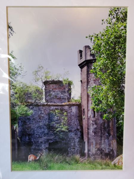 9x12 Matted Print - "Life Amidst the Ruins"