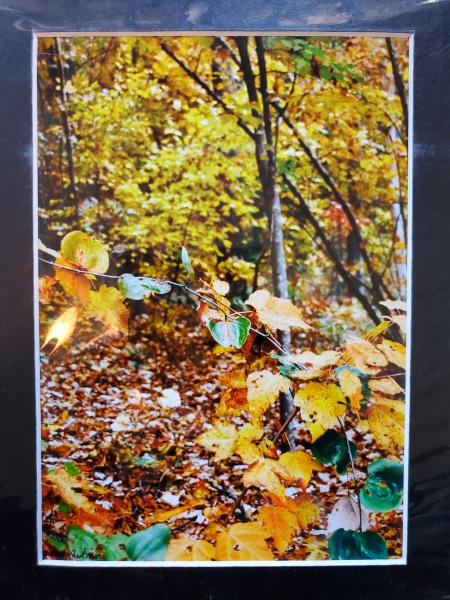 9x12 Matted Print - "Enchanted Autumn" picture