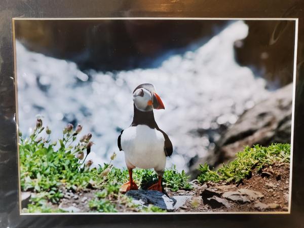 9x12 Matted Print - "Wild Irish" picture