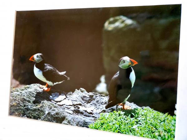 9x12 Matted Print - "Cliff Dwellers" picture