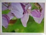 9x12 Matted Print - "Alabama Wisteria 3"