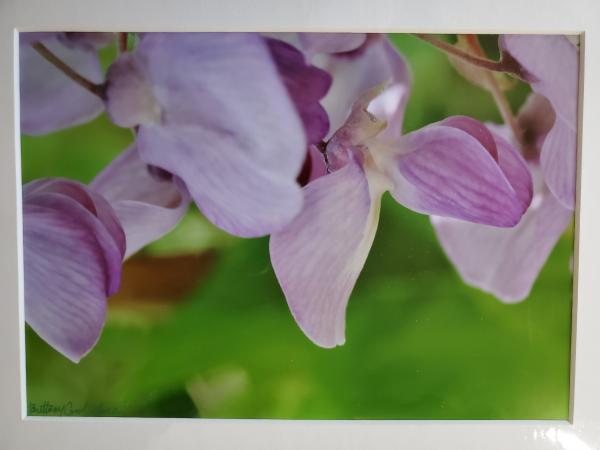 9x12 Matted Print - "Alabama Wisteria 3" picture