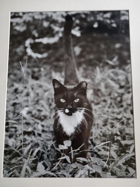 16 x 20 Matted Print - "Keeper of the Field"