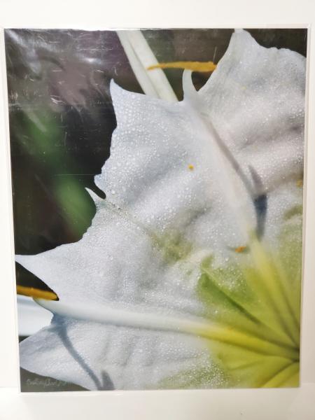 8x10 Un-matted Print - "Delicate Beauty"