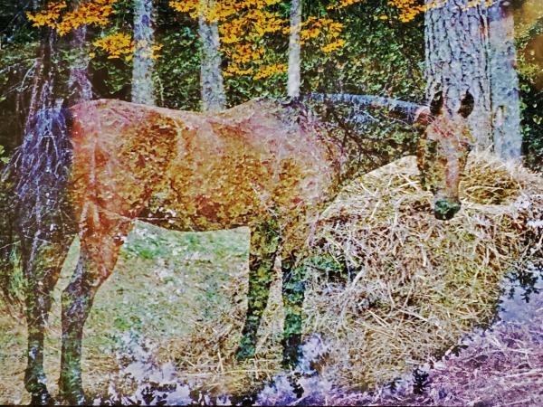 12 3/8 x 18 3/16 Matted Print -  "Nature Fantastical" picture