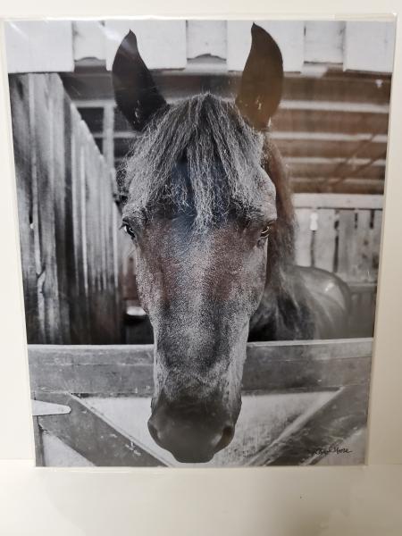 8x10 Un-matted Print - "Curious Creature" picture