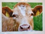 9x12 Matted Print - "Bessie"