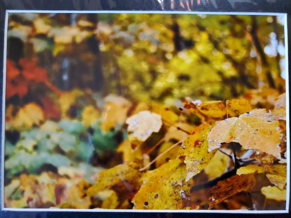 9x12 Matted Print - "Bright Autumn 1" picture